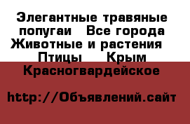 Элегантные травяные попугаи - Все города Животные и растения » Птицы   . Крым,Красногвардейское